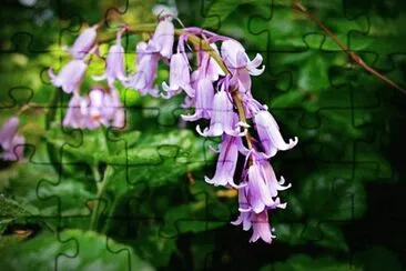 Foto jigsaw puzzle
