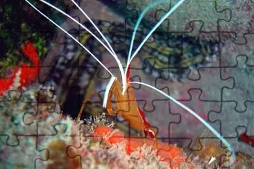 Lysmata grabhami jigsaw puzzle