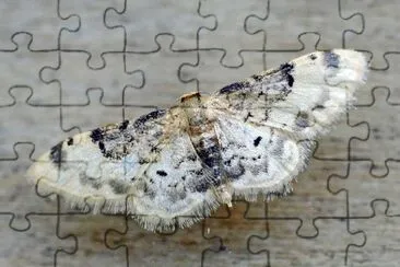 Idaea filicata