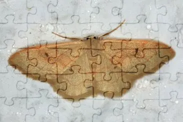 Idaea rubraria
