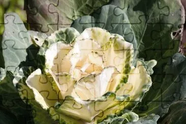 Imagem jigsaw puzzle