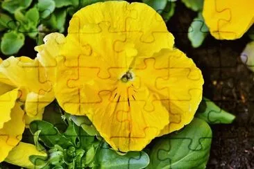 Foto jigsaw puzzle