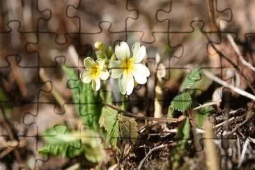 Foto jigsaw puzzle