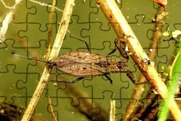 Nepa cinerea