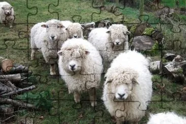 Longwool jigsaw puzzle