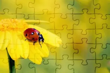 Foto jigsaw puzzle