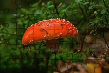 Foto jigsaw puzzle