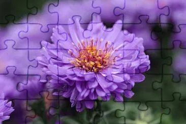 Foto jigsaw puzzle