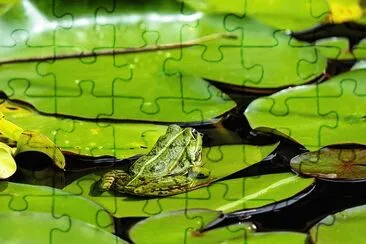 Foto jigsaw puzzle