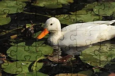 Foto jigsaw puzzle