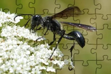 Isodontia wasp jigsaw puzzle