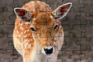 Foto jigsaw puzzle