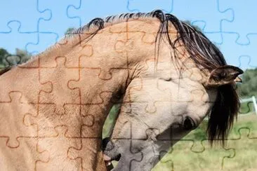 Foto jigsaw puzzle