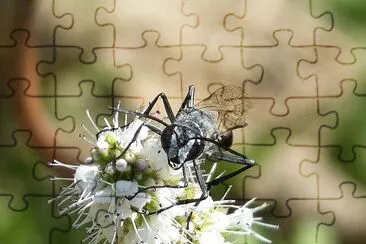 פאזל של Isodontia paludosa