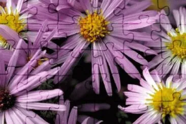 Foto jigsaw puzzle