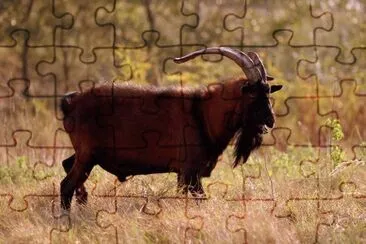Alpina francese jigsaw puzzle