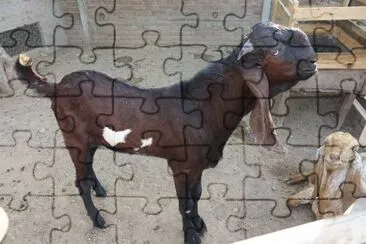 Beetal jigsaw puzzle