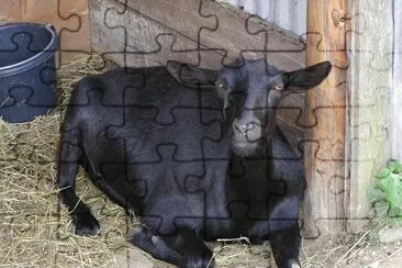 Black oberhasli