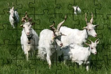 Girgentana