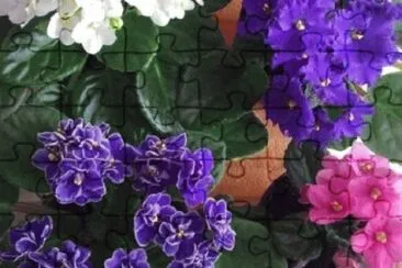 Foto jigsaw puzzle
