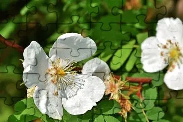 Foto jigsaw puzzle