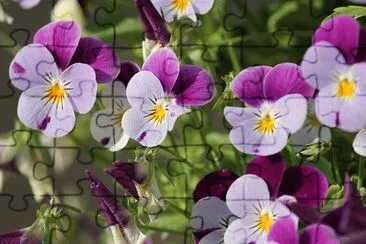 Foto jigsaw puzzle