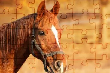 Foto jigsaw puzzle