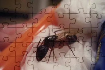 Camponotus fellah jigsaw puzzle