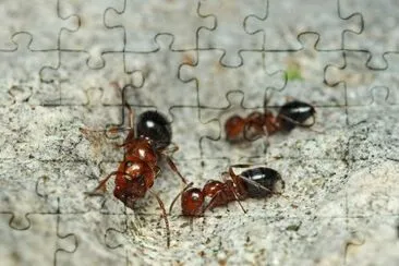 Camponotus lateralis jigsaw puzzle