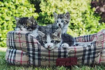Foto jigsaw puzzle