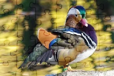 פאזל של Foto