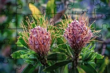 Foto jigsaw puzzle