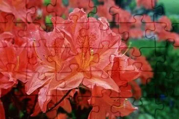 Foto jigsaw puzzle