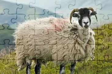 Swaledale