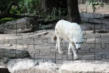 פאזל של Foto