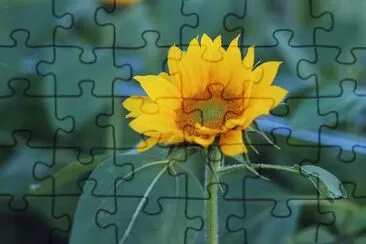 Foto jigsaw puzzle