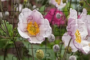 Foto jigsaw puzzle