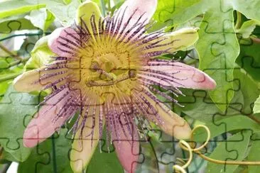 Foto jigsaw puzzle