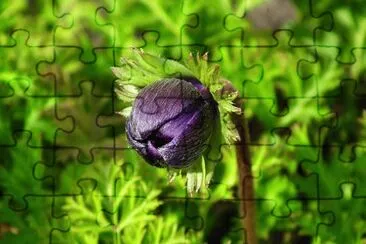 Foto jigsaw puzzle