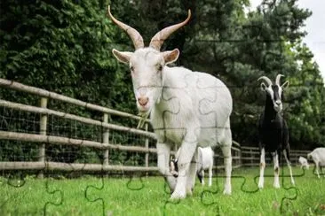 Goat