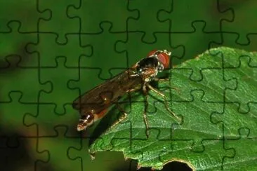 Baccha elongata