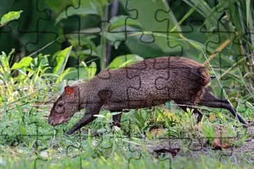 Dasyprocta punctata jigsaw puzzle