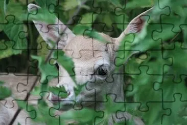 Toy jigsaw puzzle