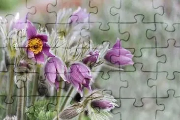 Foto jigsaw puzzle
