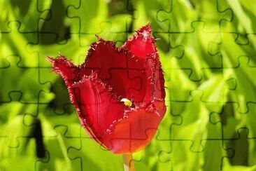 0K jigsaw puzzle