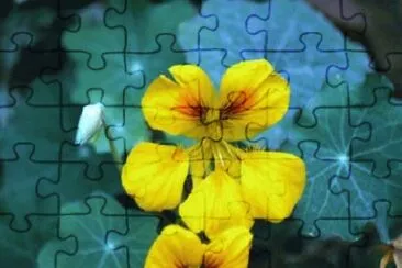  jigsaw puzzle