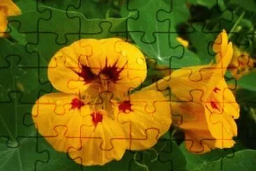 Foto jigsaw puzzle