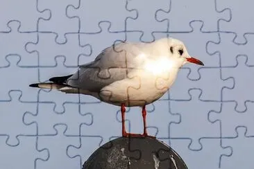 Foto jigsaw puzzle