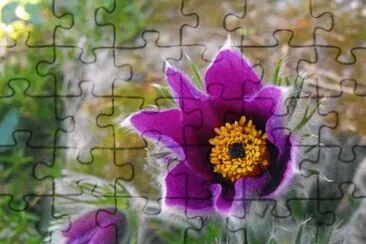 Foto jigsaw puzzle