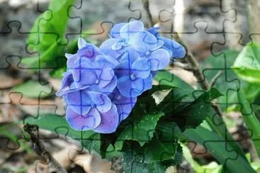 Foto jigsaw puzzle